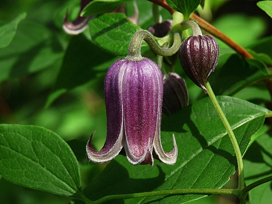 {Clematis sp}
